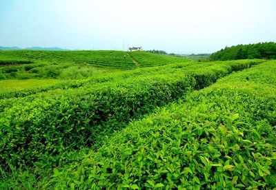 2018年茶葉產(chǎn)業(yè) 穩(wěn)中提質(zhì) 結(jié)構(gòu)優(yōu)化 效益提升