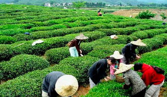 武義縣茶葉銷售再創新高 1-7月達7300萬元，創新裝飾品成亮點
